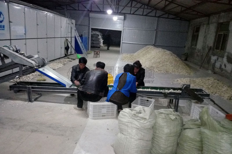 河北安國烘干山藥片現場圖片